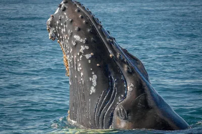 Ученые впервые отследили перемещения синих китов по звуку | Naked Science |  Дзен