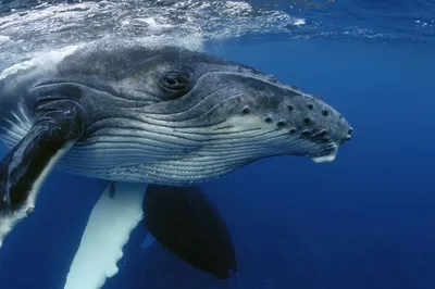 Способен ли кит целиком проглотить человека