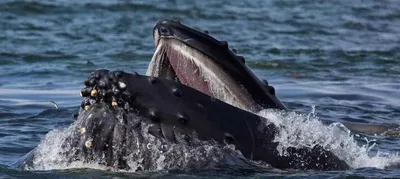 Водолаз побывал внутри горбатого кита возле Кейп-Кода | Rubic.us