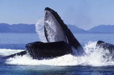 Сколько съедают киты в день и чем они питаются, исследование ученых