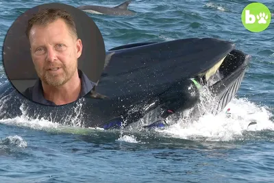 Горбатый кит проглотил двух туристок в лодке: чем закончилась встреча с  30-тонным исполином | Ваша Планета | Дзен