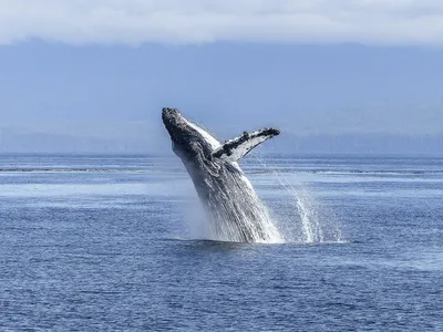 В США кит проглотил дайвера – мужчина выбрался из его пасти и выжил -  Минск-новости
