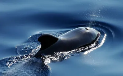 Флю, гибридный кит • Ольга Филатова • Научная картинка дня на «Элементах» •  Зоология