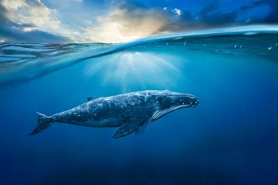 Нижняя челюсть синего кита