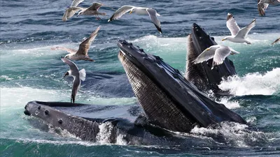 В США мужчина выжил после попадания в пасть кита, сообщило СМИ - РИА  Новости, 12.06.2021