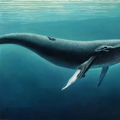 Раскрытая пасть горбатого кита фото, Раскрытый рот горбатого кита фото обои  рабочий стол , фото фотографии морские киты млекопитающие морские животные  картинка изображение