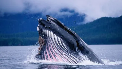 Зоологический музей МГУ им. М.В. Ломоносова - ДОСТОВЕРНО ОТ УЧЁНЫХ:  Гренландский кит (Balaena mysticetus) относится к семейству гладких китов,  получивших своё название из-за отсутствия спинного плавника. Это самый  крупный представитель семейства: его