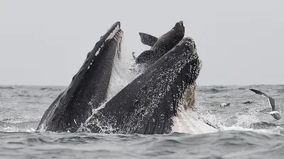 Морской лев в пасти кита. Фото, которое удается раз в жизни – K-News