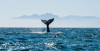 Огромный кит открыл пасть высокая …» — создано в Шедевруме