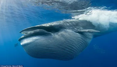Пасть кита - 65 фото