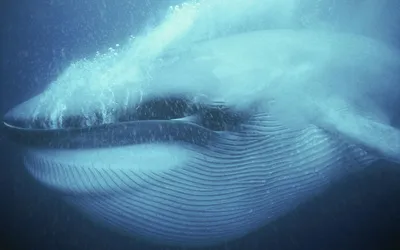 Король океанов - синий кит – тема научной статьи по биологическим наукам  читайте бесплатно текст научно-исследовательской работы в электронной  библиотеке КиберЛенинка