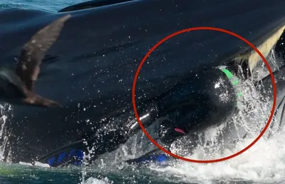 Голодный горбатый кит едва не проглотил подводного фотографа во время  съемок (фото, видео)