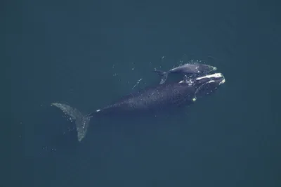Обедающий кит едва не проглотил фотографа / VSE42.RU - информационный сайт  Кузбасса.