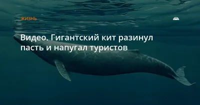 Каяк в пасти кита под водой …» — создано в Шедевруме