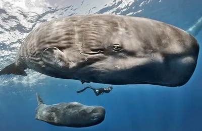 Кто сильнее — большая белая акула или синий кит?