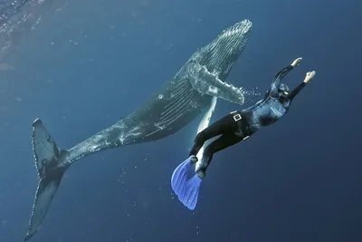 Безымянный кит помог по-другому взглянуть на эволюцию китового уса -  Индикатор