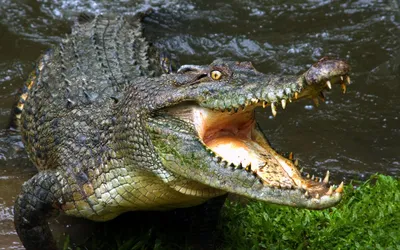 Картинки крокодил, пасть, зубы, хищник - обои 2560x1600, картинка №163692 |  Crocodile animal, Scary animals, Crocodile images