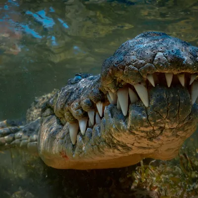 Видео из пасти крокодила - NEWS.ru — 02.05.18