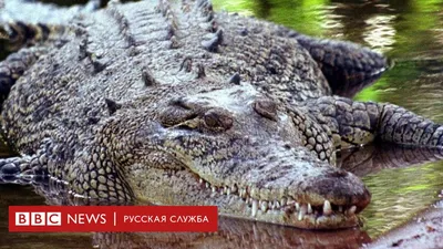 Один Крокодил Показывает Зубы Откройте Челюсти Крокодила — стоковые  фотографии и другие картинки Азия - iStock