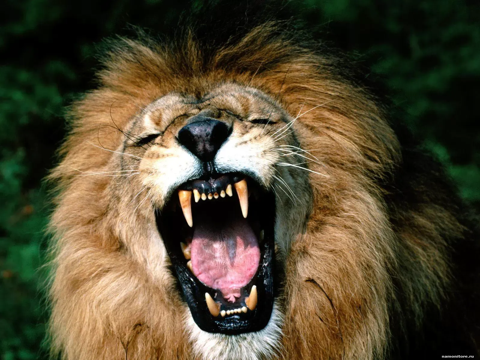 Левый родиться. Лев с днем рождения картинки. Я Лев я царь зверей. Лев Король зверей. Лев царь зверей.
