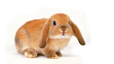 ДЕКОРАТИВНЫЕ КРОЛИКИ: ЗДОРОВЬЕ, ПИТАНИЕ, СОДЕРЖАНИЕ. All about bunnies. |  Facebook