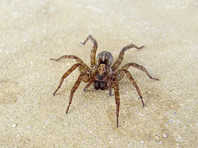 File:Паук-волк - Wolf spider (27262405820).jpg - Wikimedia Commons