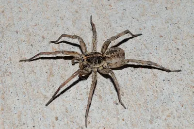 File:Паук-волк - Wolf spider (27262405760).jpg - Wikimedia Commons