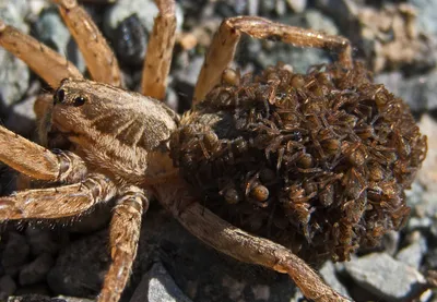 File:Паук-волк - Wolf spider (37482552156).jpg - Wikimedia Commons