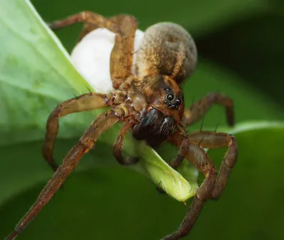 Wolf spider on tissue, паук волк на ткани Stock Photo | Adobe Stock