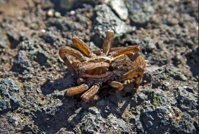 MacroID.RU - Паук-волк (род Trochosa)