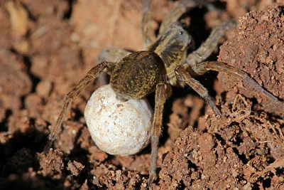 Паук-волк / Wolf spider | Паучата на маминой спине / a femal… | Flickr