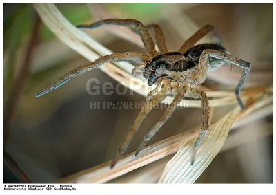 Паук волк | Spider, Insects, Animals