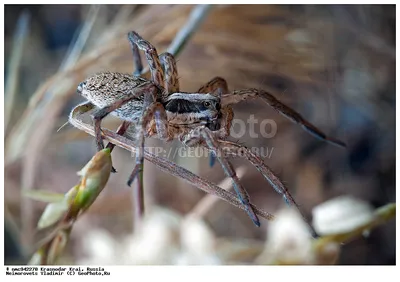 паук-волк Stock Photo | Adobe Stock