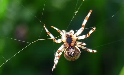 Виды пауков: 🕷️ названия и описание внешности с фото и видео