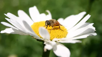 Укусила пчела: что делать, симптомы аллергии