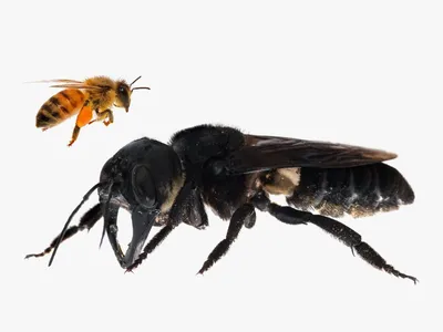 Пчела-листорез Megachile pluto - самая большая пчела. Энциклопедия.  Материал для реферата