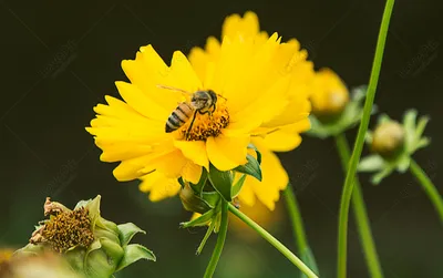 Трудолюбивая пчела изображение_Фото номер 500376021_JPG Формат  изображения_ru.lovepik.com