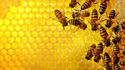 Башкирская пчела be happy? - «Экология России»