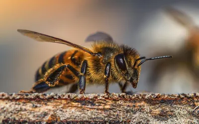 Первая помощь: что делать если ужалила пчела, оса или шершень -  Информационный портал «Кубань 24» 15 июня, 2020
