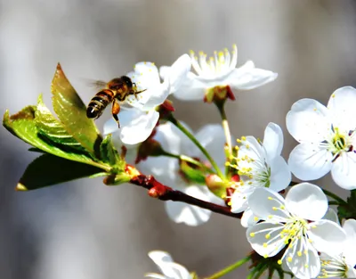 Пчела на вишне - фото и картинки: 64 штук
