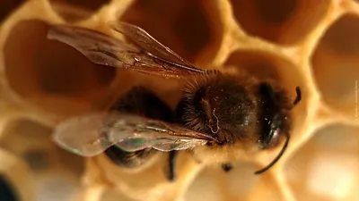 Пчела под микроскопом | Микрула | Дзен