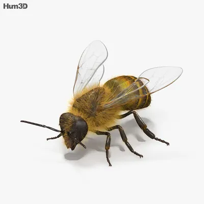 Пчела 3D модель - Животные на Hum3D