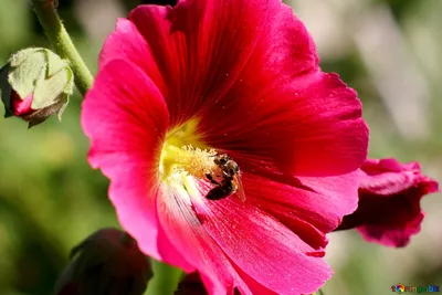 Мальва картинка #353527 - Цветы мальвы картинка пчела на фото цветка макро  № 36922 | torange.biz ~ бесплатные фото по лицензии cc - скачать