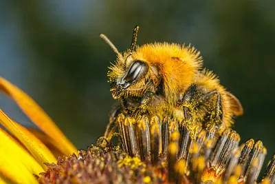 Пчела в увеличенном виде - 33 фото: смотреть онлайн