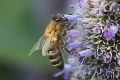Файл:На представленном снимке ярко и качественно была запечатлена пчела  (европейская) на цветке.jpg — Википедия