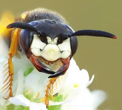 Пчелиный волк (Philanthus triangulum) - Picture Insect