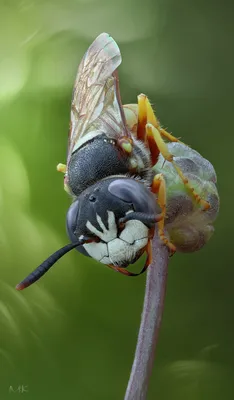 MacroID.RU - Пчелиный волк наверное...