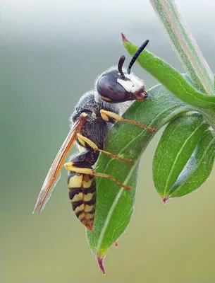 Европейский Пчелиный Волк Philanthus Triangulum Abdelcader — стоковые  фотографии и другие картинки Без людей - iStock