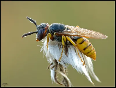 Филанты, или пчелиные волки. Philantus triangulum. | BirdWatch.by