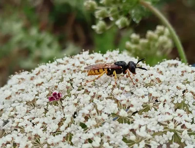 Пчелиный волк (Philanthus triangulum). Фото на сайте \"Грибы: информация и  фотографии\"